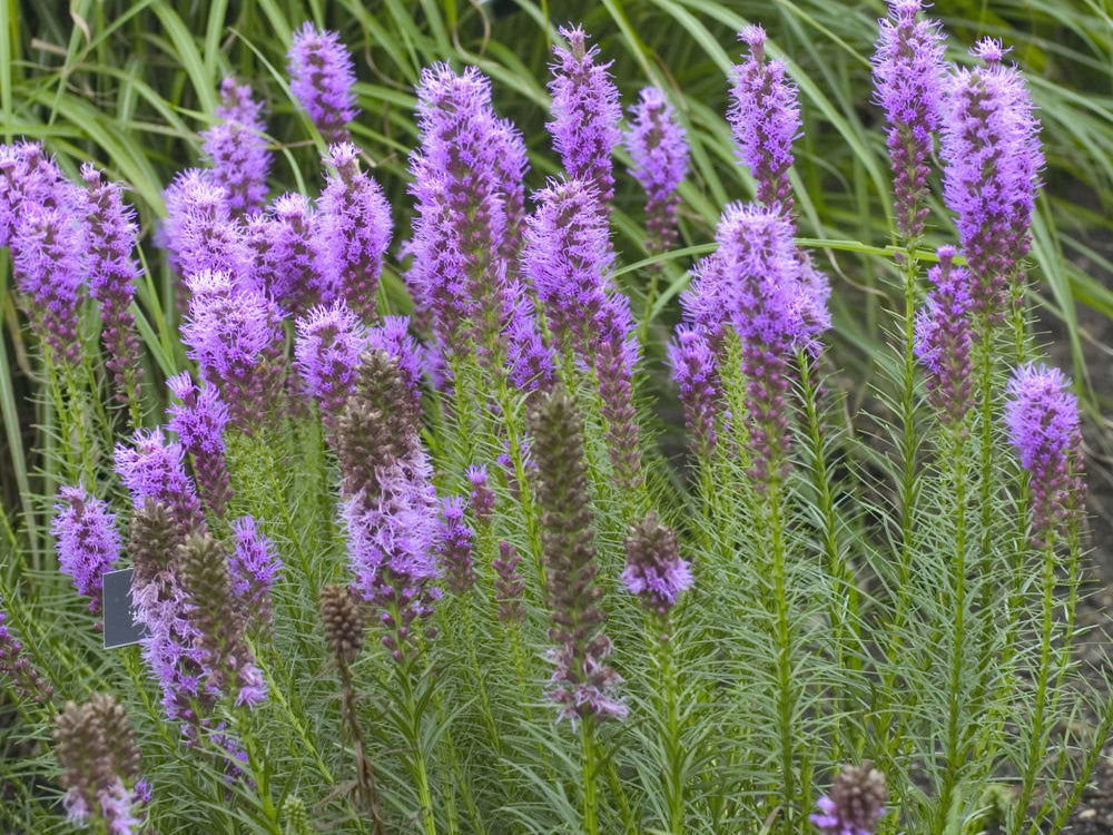 Gay Feather/Blazing Star (Liatris spicata) - 1 gallon
