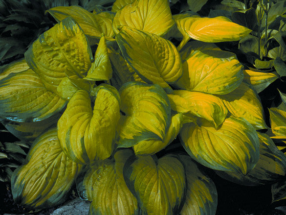 Stained Glass Plantain Lily (Hosta stained 'Stained Glass') - 1 gallon