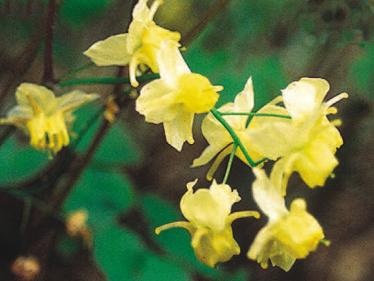 Sulphureum Barrenwort (Epimedium x versicolor 'Sulphureum') - 1 gallon