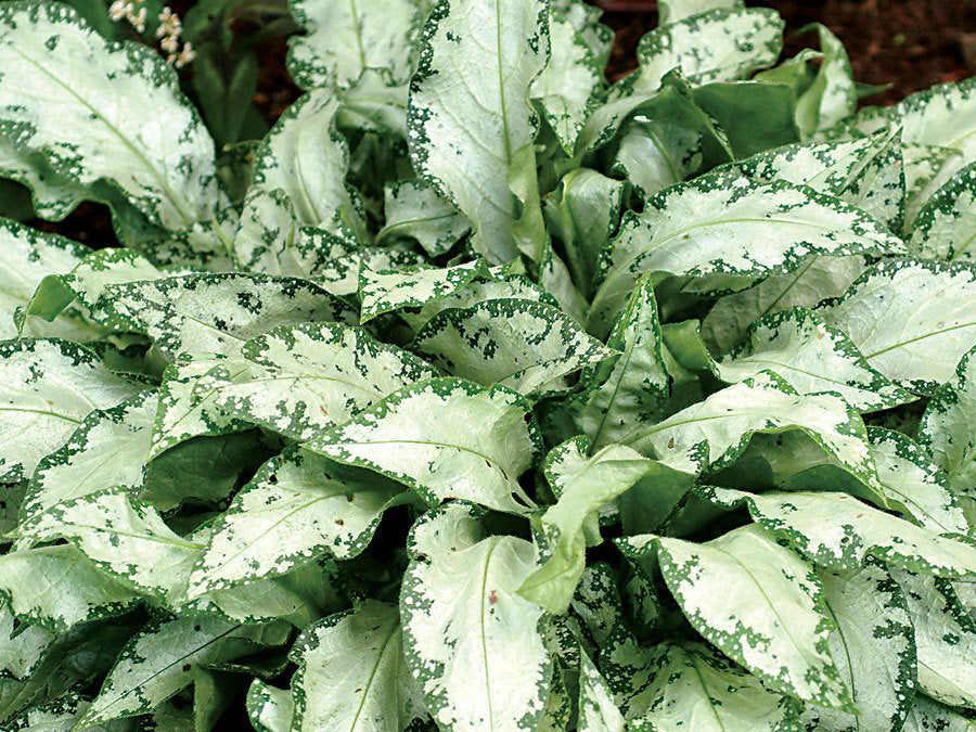 High Contrast Lungwort (Pulmonaria high 'High Contrast') - 1 gallon