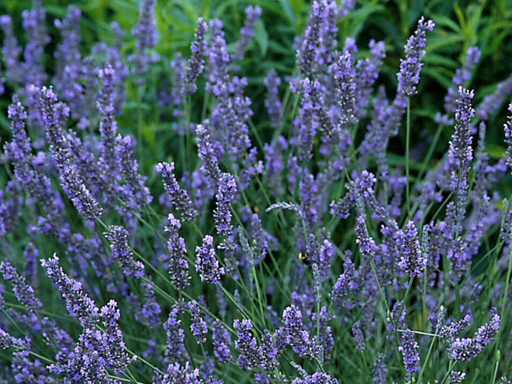 Grosso Lavender (Lavandula x intermedia 'Grosso') - half gallon