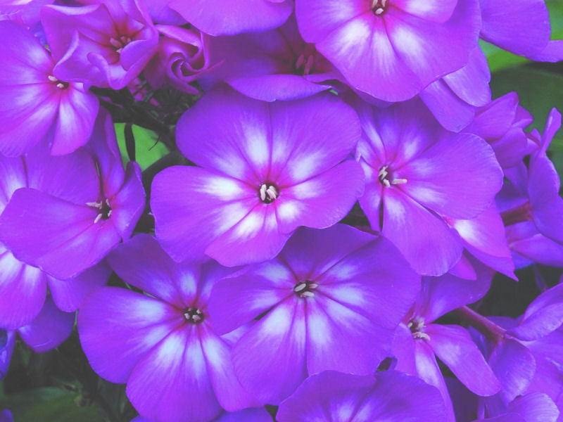 Grape Lollipop™ Phlox (Phlox paniculata 'Ditomsur') - 1 gallon