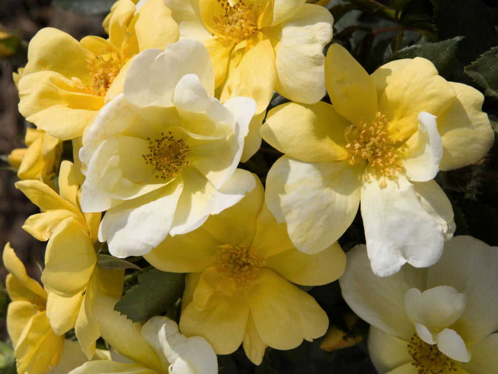 Sunny Knock Out® Rose (Rosa K.O 'Radsunny') - QT