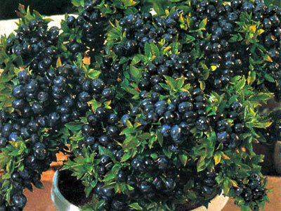 Top Hat Blueberry (Vaccinium x 'Top Hat') - 1 gallon 8"