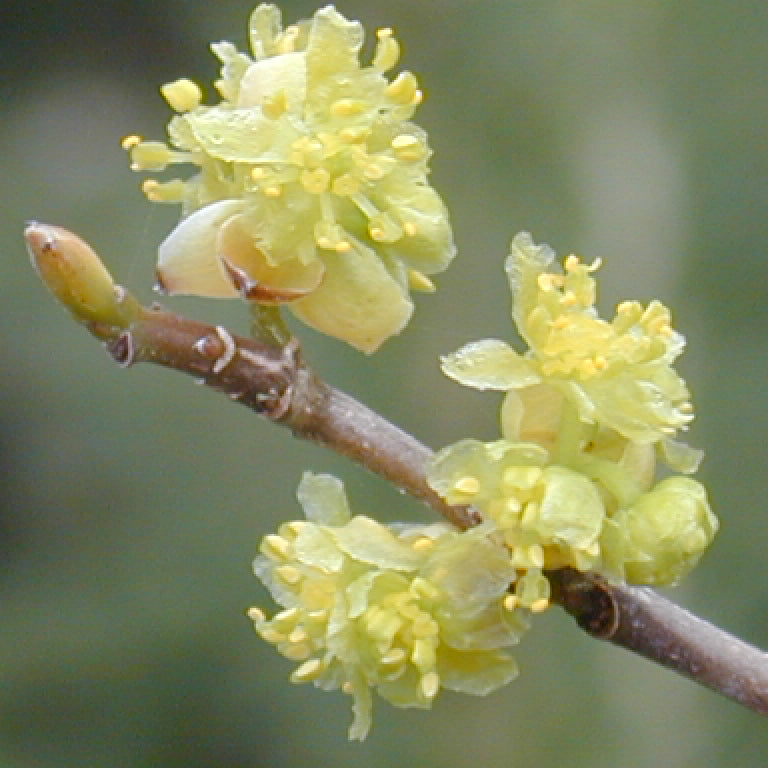 Spicebush (Lindera benzoin) - 2 gallon 10"