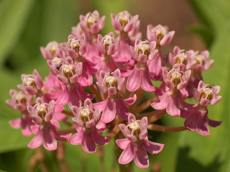 Swamp Milkweed (Asclepias incarnata) - 2 gallon