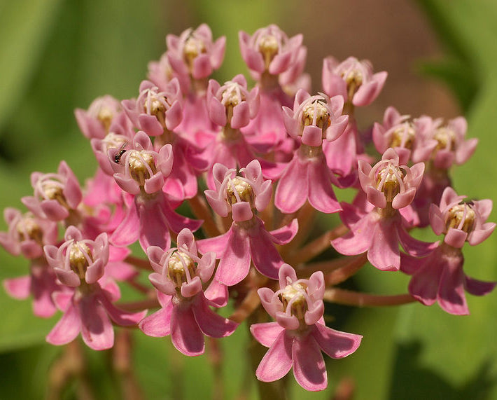 Swamp Milkweed (Asclepias incarnata) - 2 gallon