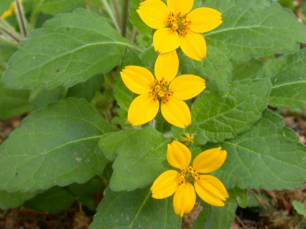 Green and Gold (Chrysogonum virginianum) - 1 gallon