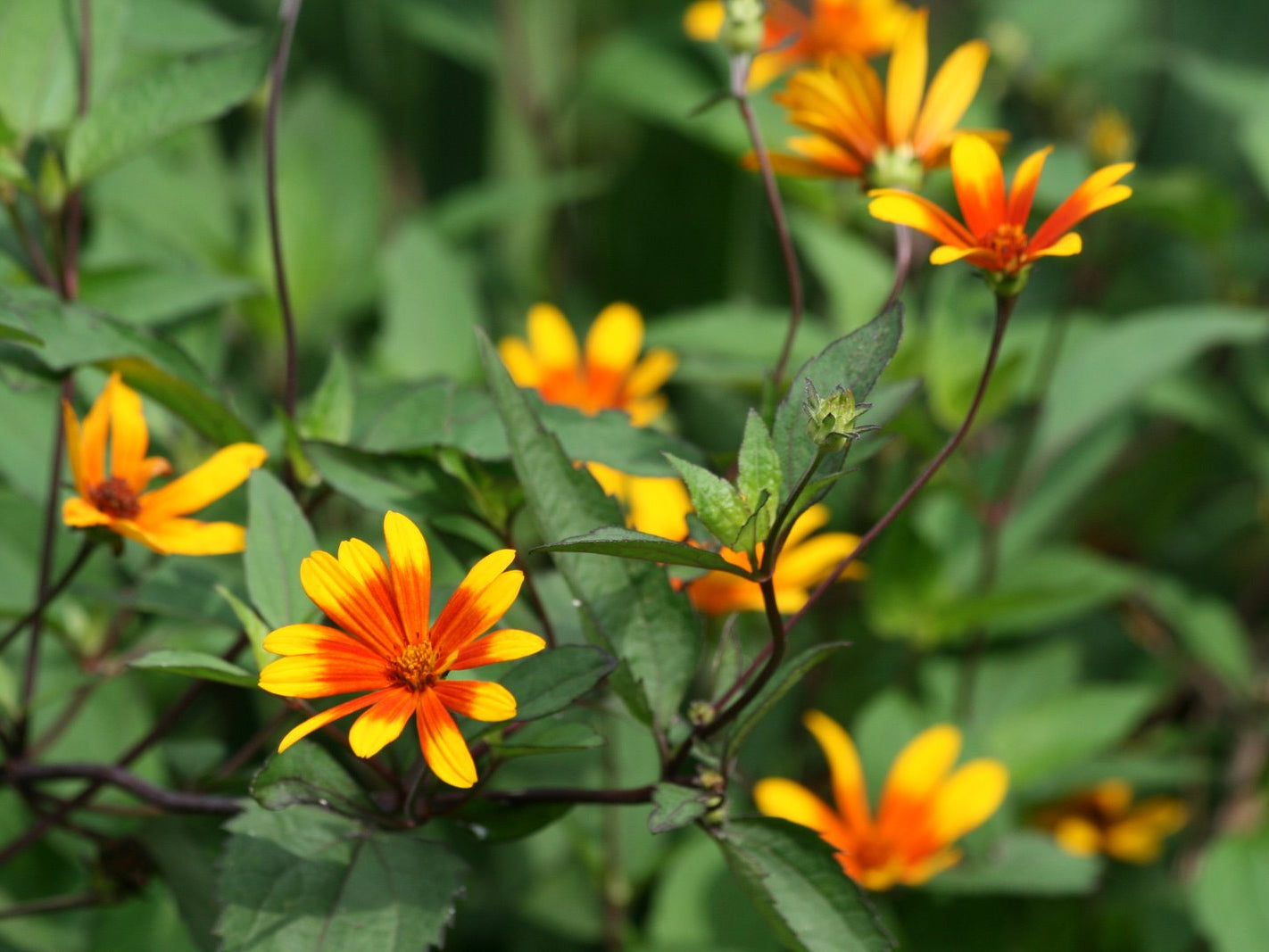 Summer Nights Oxeye Daisy (Heliopsis helianthoides 'Summer Nights') - 2 gallon