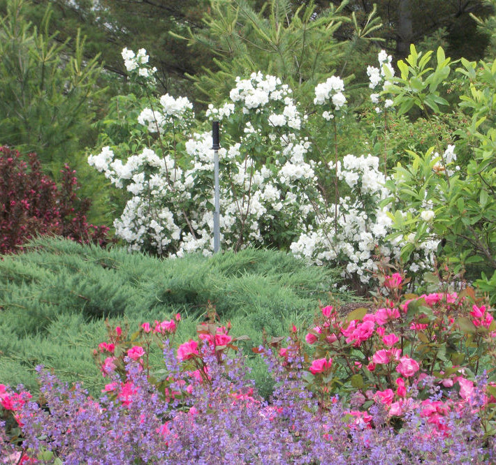 Snow White™ Mockorange (Philadelphus 'Snow Snowwhite Sensation') - 1 gallon