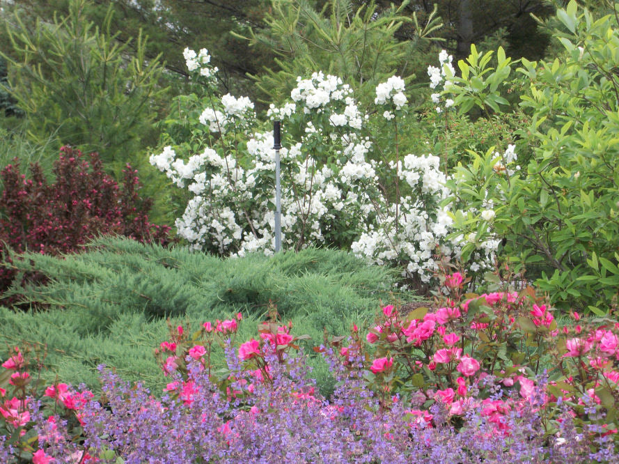 Snow White™ Mockorange (Philadelphus 'Snow Snowwhite Sensation') - 1 gallon