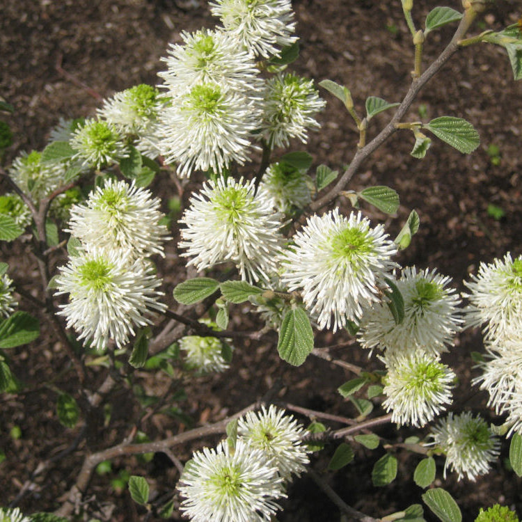 Dwarf Fothergilla (Fothergilla gardenii) - 2 gallon