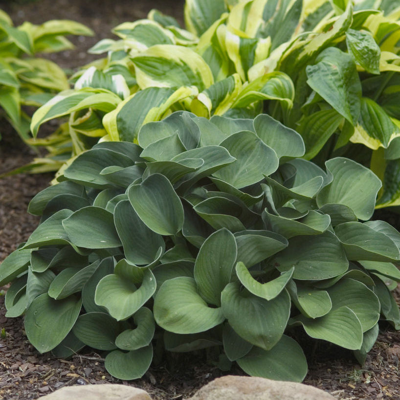 Blue Mouse Ears Plantain Lily (Hosta blue 'Blue Mouse Ears') - 1 gallon