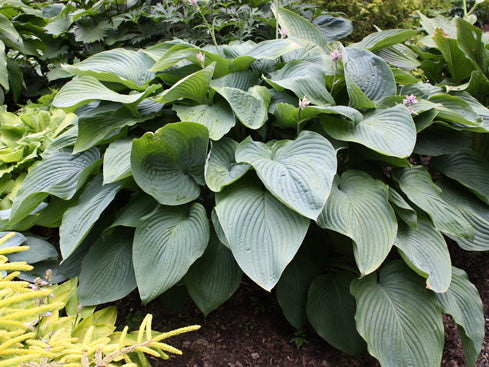 Shadowland® 'Empress Wu' Hosta (Hosta empress 'Empress Wu') - 1 gallon