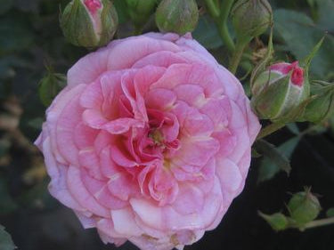 Sweet Drift® Rose (Rosa 'Drift Meiswetdom') - 1 gallon
