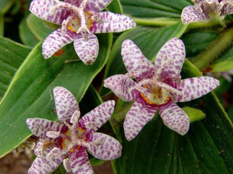 Toad Lily (Tricyrtis formosana 'Samurai') - 1 gallon