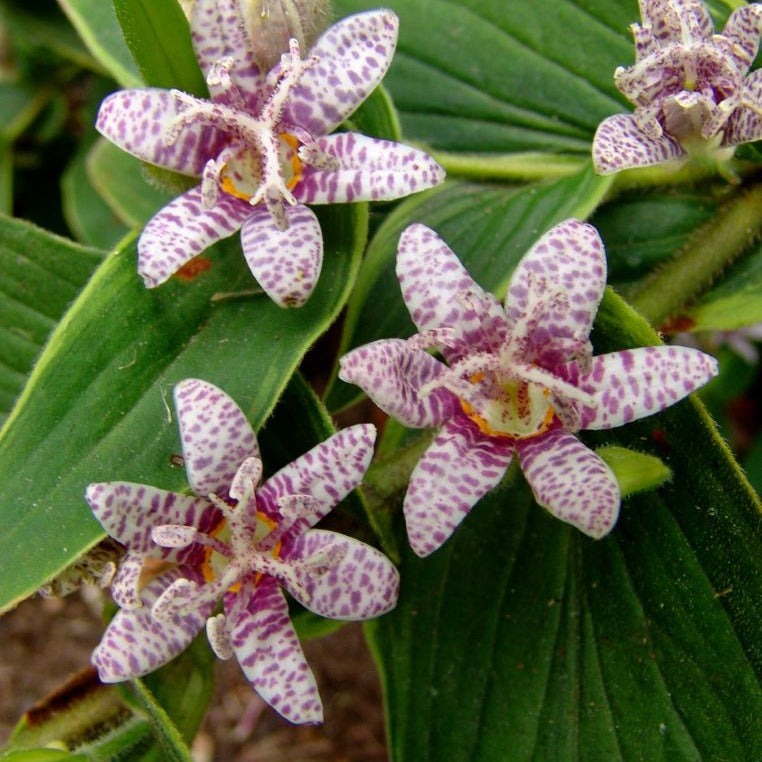 Toad Lily (Tricyrtis formosana 'Samurai') - 1 gallon