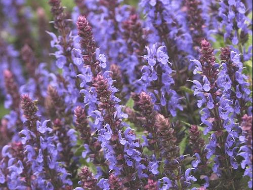 Sensation® Sky Blue Meadow Sage (Salvia nemerosa 'Sensation Sky Blue') - 1 gallon