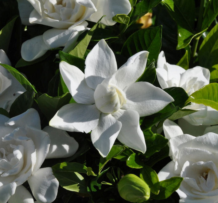 Summer Snow® Gardenia (Gardenia jasminoides 'Summer Snow') - 1 gallon