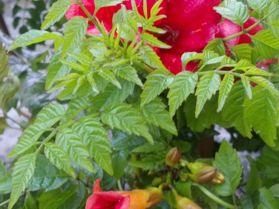Summer Jazz™ Fire Trumpet Vine (Campsis 'Summer Takaruzuka Fresa') - 2 gallon