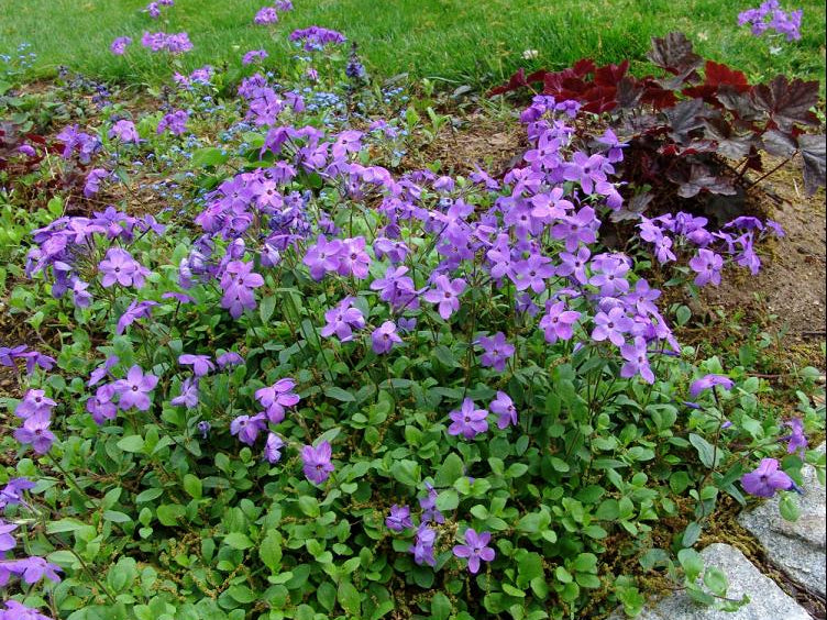 Sherwood Purple Creeping Phlox (Phlox stolonifera 'Sherwood Purple') - 1 gallon