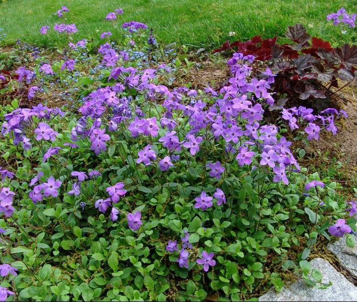 Sherwood Purple Creeping Phlox (Phlox stolonifera 'Sherwood Purple') - 1 gallon