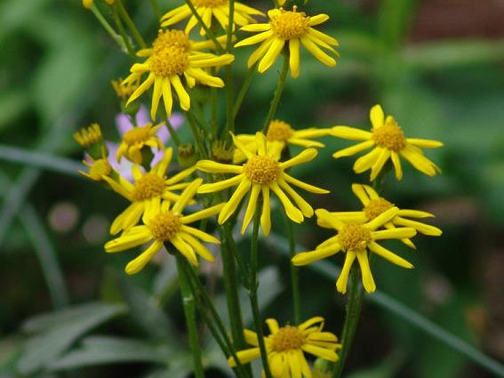 Golden Groundsel (Packera aurea) - 1 gallon
