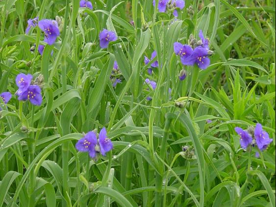 Spiderwort (Tradescantia ohiensis) - 1 gallon