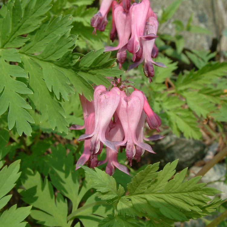 Fringed Bleeding Heart (Dicentra eximia) - 1 gallon