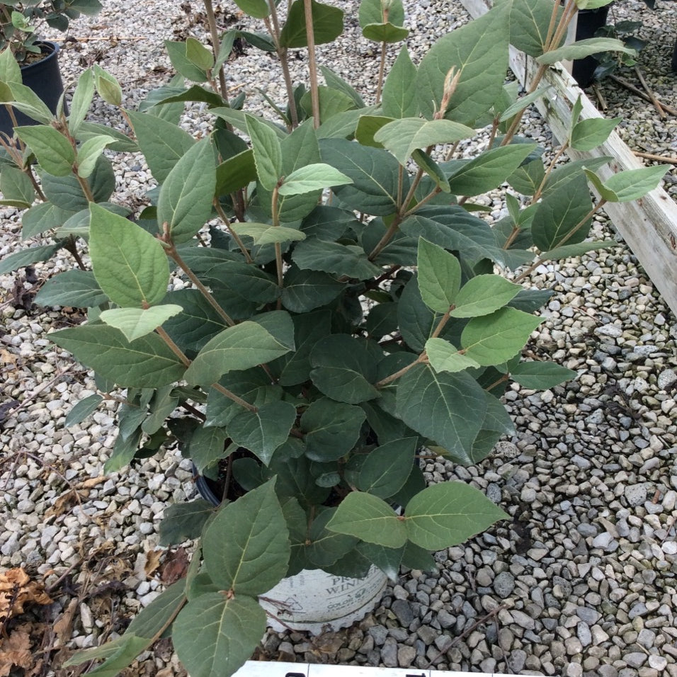 Spice Girl® Korean Spice Viburnum (Viburnum carlesii 'Spice Girl') - 3 gallon 18"