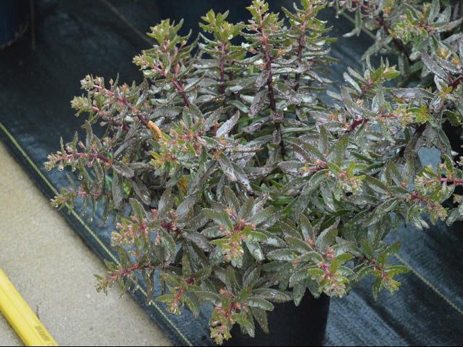 SunSparkler® Jade Tuffet Stonecrop (Sedum jade 'Tuffet') - 1 gallon