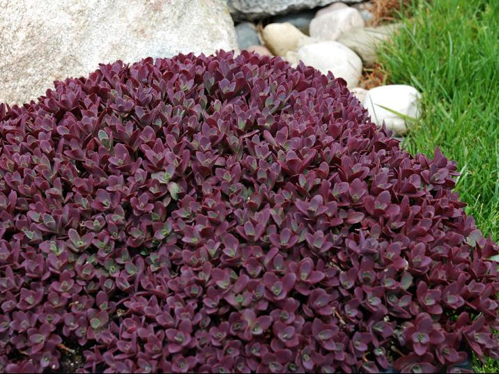 SunSparkler® Sedum Firecracker (Sedum firecracker) - 1 gallon