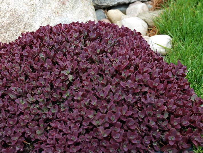 SunSparkler® Sedum Firecracker (Sedum firecracker) - 1 gallon