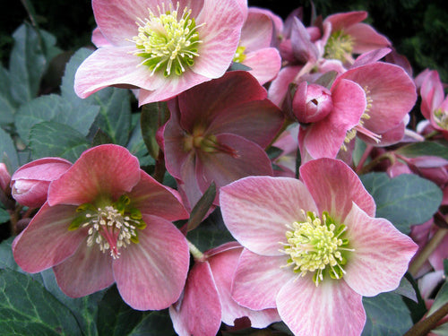 Gold Collection® Merlin Lenten Rose (Helleborus merlin) - 1 gallon