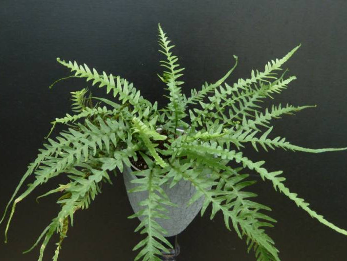 Dragontail Fern (Asplenium 'Dragontail') - 1 gallon