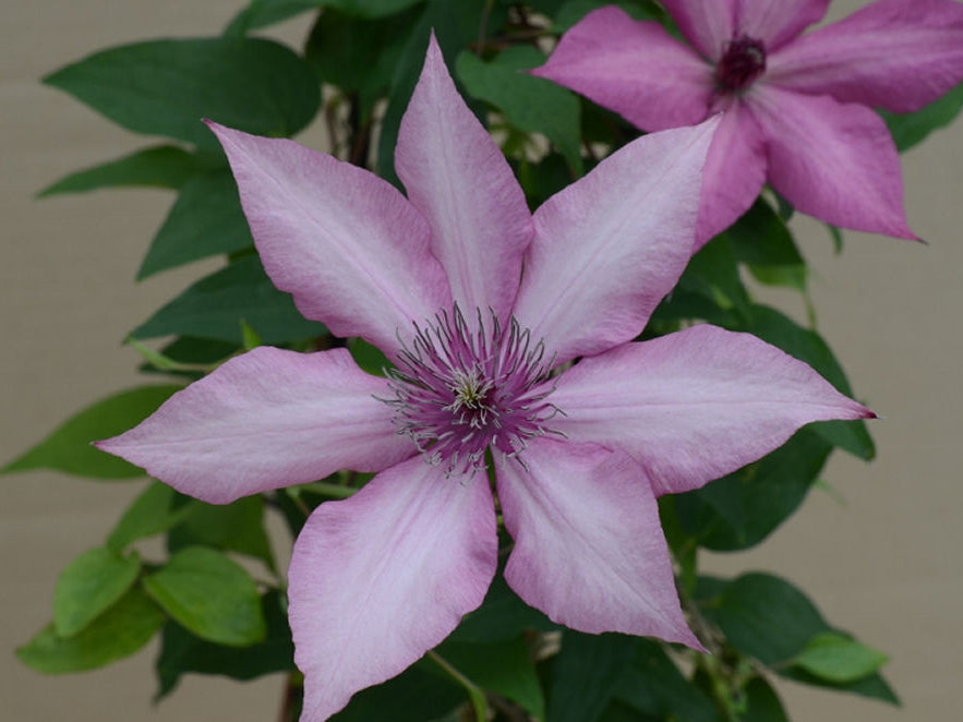 Giselle™ Clematis (Clematis giselle) - 1 gallon