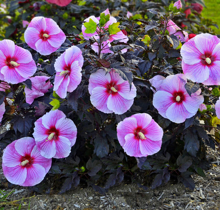 Starry Night Rose Mallow (Hibiscus starry 'Night') - 1 gallon