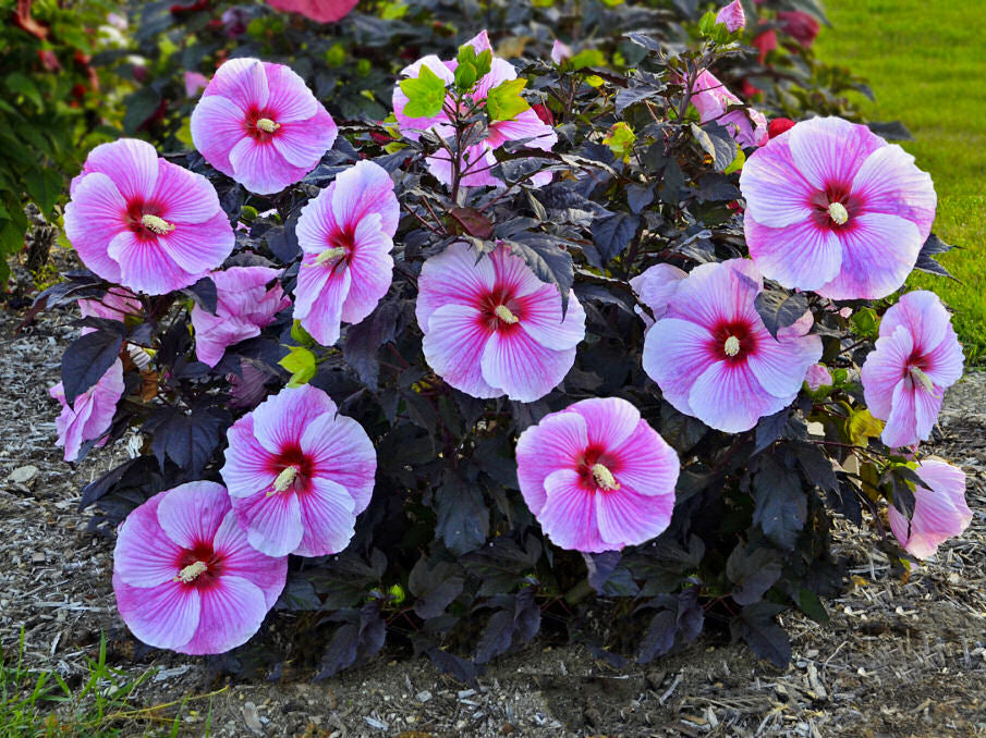 Starry Night Rose Mallow (Hibiscus starry 'Night') - 2 gallon