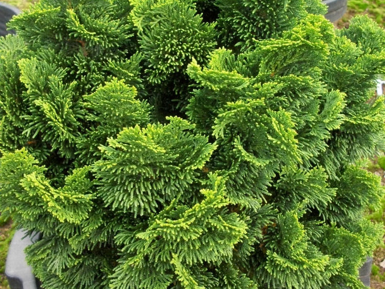 Hinoki False Cypress (Chamaecyparis obtusa 'Nana') - 3 gallon 12"