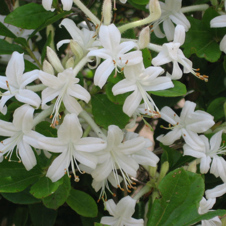 Swamp Azalea (Rhododendron viscosum) - 2 gallon 12"