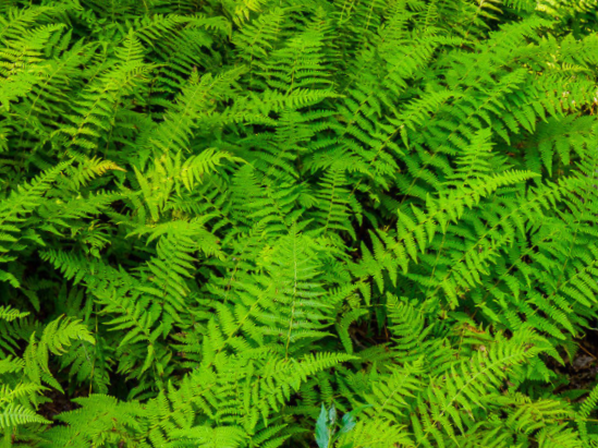 Hayscented Fern (Dennstaedtia 'Hayscented') - 1 gallon