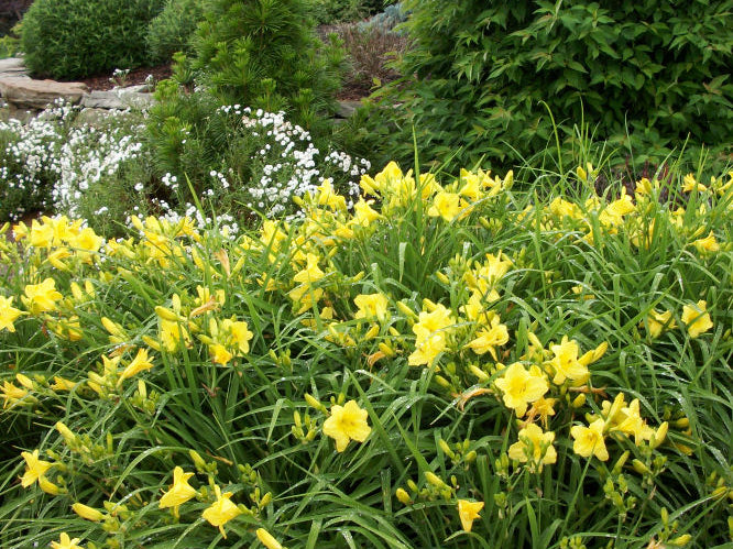 Happy Returns Daylily (Hemerocallis 'Happy Happy Returns') - QT