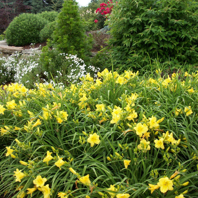Happy Returns Daylily (Hemerocallis 'Happy Happy Returns') - QT