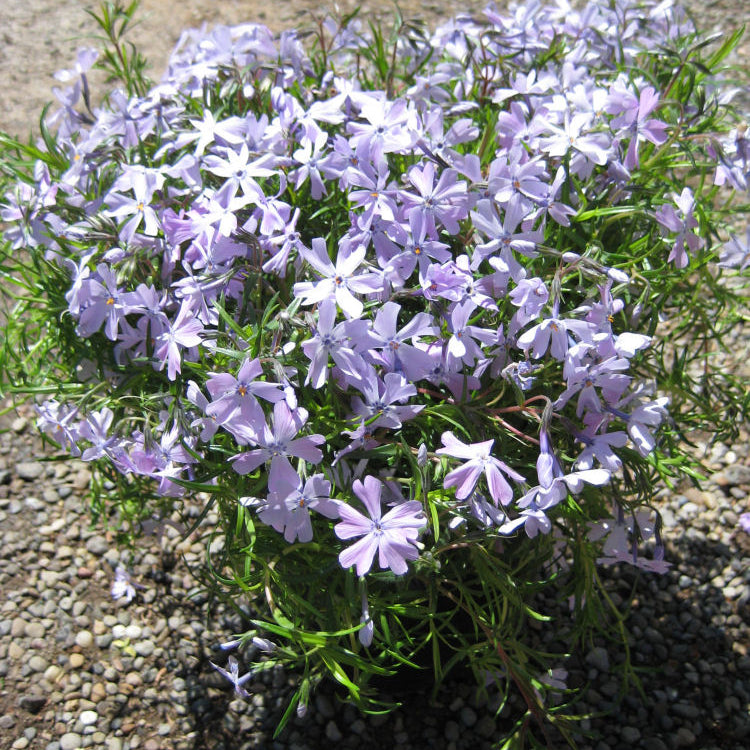 Emerald Blue Moss Phlox (Phlox subulata 'Emerald Blue') - QT