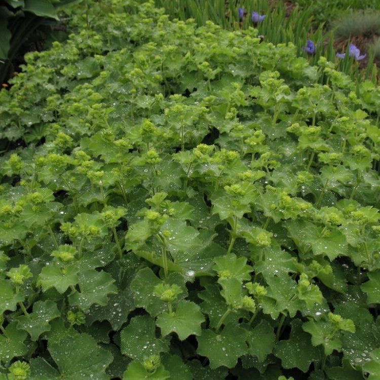 Thriller Lady's Mantle (Alchemilla mollis 'Thriller') - QT