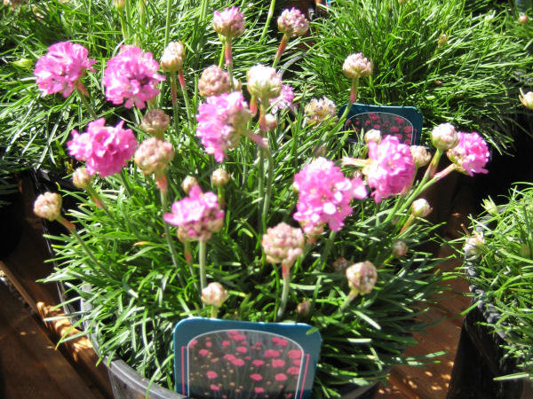Splendens Sea Thrift (Armeria maritima 'Splendens') - QT