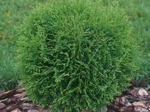 Hetz Midget Globe Arborvitae (Thuja occidentalis 'Hetz Midget') - 3 gallon 10-12"