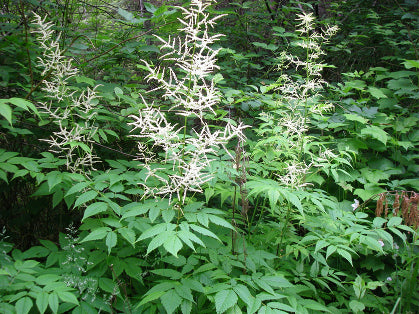 Goat’s Beard (Aruncus dioicus) - 1 gallon