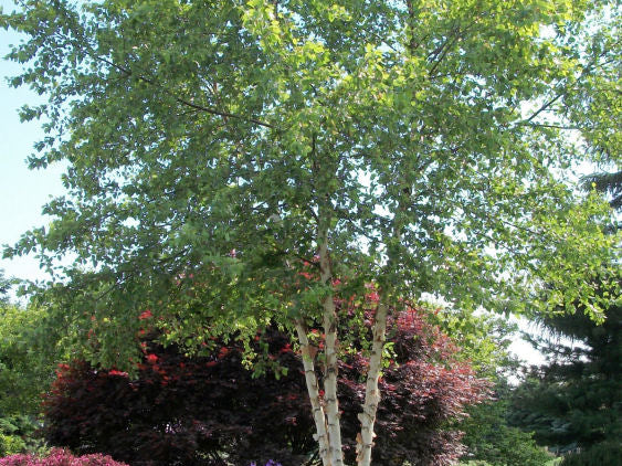 Heritage River Birch (Betula nigra 'Cully') - 3 gallon 36"