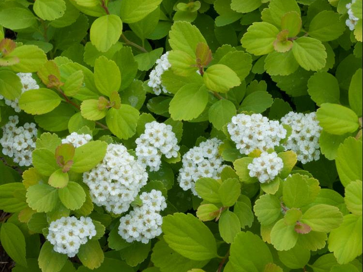Glow Girl® Birchleaf Spirea (Spiraea BET 'Glow Girl') - 1 gallon